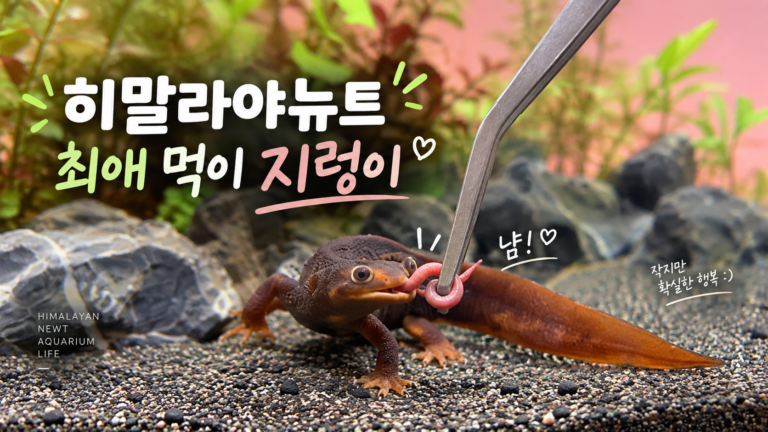 히말라야 뉴트의 지렁이 먹이주기 대표이미지