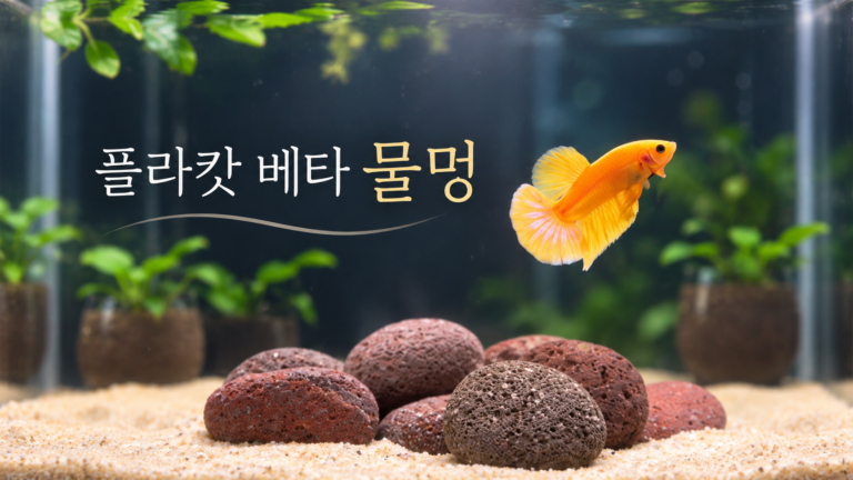노란 플라캇 베타의 물멍 영상입니다