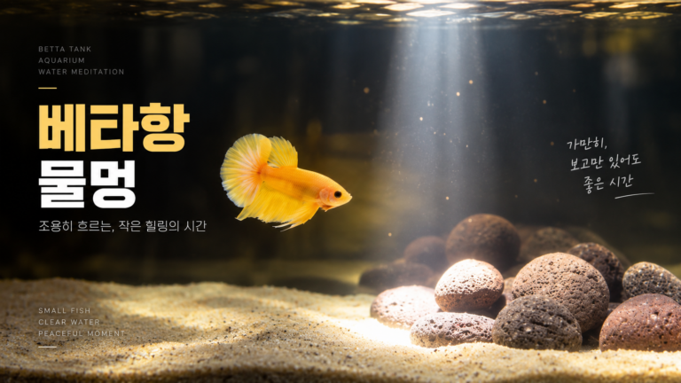 베타항 물멍 대표이미지
