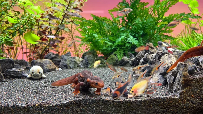 네자 수초항의 모래 바닥에서 타비민 먹이 앞에 모인 히말라야 뉴트와 물고기들