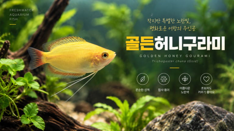 골든허니구라미 소개 대표이미지