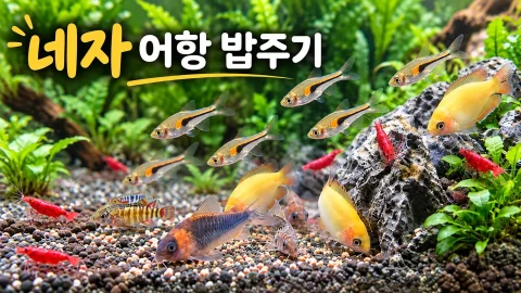 네자 어항에서 물고기와 새우가 먹이를 먹는 모습